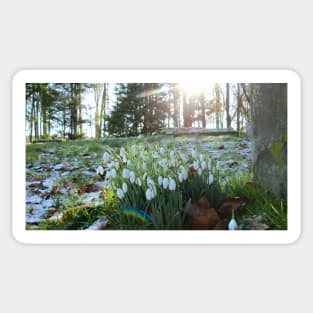 Sunlight Peeks at Snowdrops in Light Snow Sticker